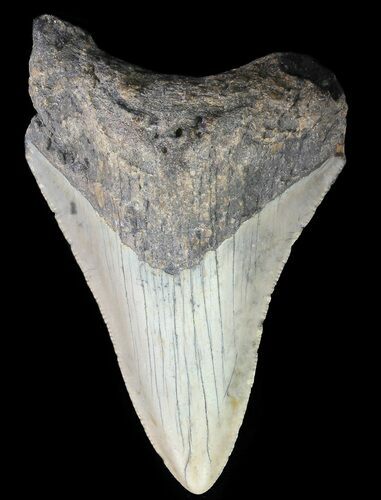 Bargain, Megalodon Tooth - North Carolina #67061